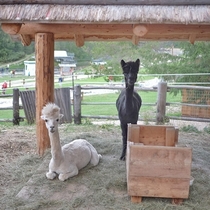 Pretty sure David Bowie and Prince reincarnated into these two alpacas