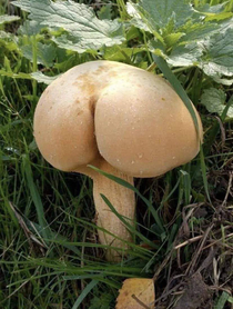 Pretty thicc butt mushroom for improvement
