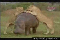 Pride of lions attempting to take down a hippopotamus
