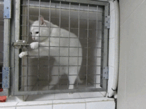 Prison Break Cat version