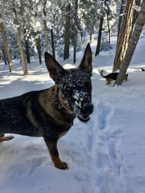 Professional snow tunneler