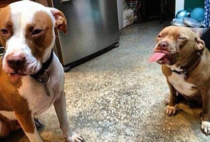 Proof that pit bulls are ruthless creatures