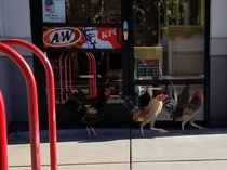 Protesting outside KFC