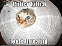 Puffer-kitteh