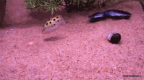 Pufferfish are aquatic house cats