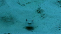 Pufferfish seabed art