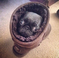 Pug in an Ugg on the rug looking snug