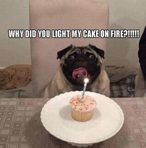 Pugs around the world suffer from annual cake fires