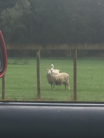 Pulled over today to take a photo of an unlikely pair