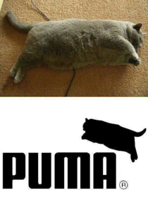 Pumas new logo