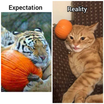 Pumpkin cats