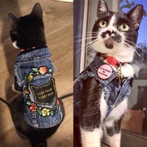 Punk rock kitty