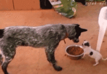 Puppy Defends Food Bowl From Big Dog