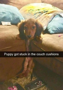 Puppy got stuck in the cushions 