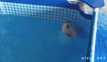 Puppy swims on his back