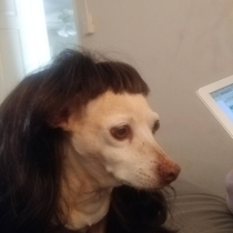 put a wig on my dog while she was napping she woke up like this
