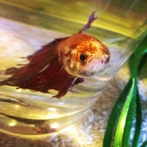 Put my betta in a pint glass while I cleaned his tank Hes not entirely thrilled about it