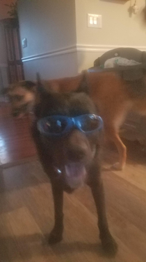 Put sunglasses on my dog was not disappointed Sorry for crap camera quality