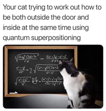 Quantum cat
