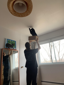 Quarantine day  husband shows Vigo how to hunt spiders on the ceiling