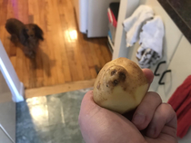 Quarantine day  when potato seals become the new reality