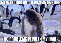 Quarantine Penguin