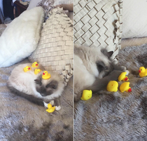 Quickly found out about my cats feelings towards rubber ducks