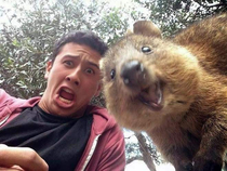 Quokka the happiest animal on earth