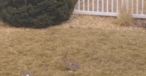 rabbit duel