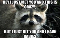 Raccoon me maybe