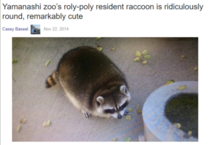 Raccoon so fat he got a news article