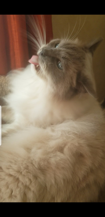 Ragdoll cats are photogenic so they say    and then theres mine