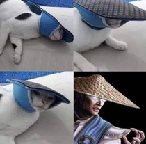 Raiden Cat