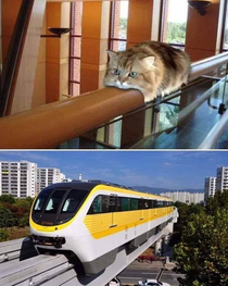 Rail cat