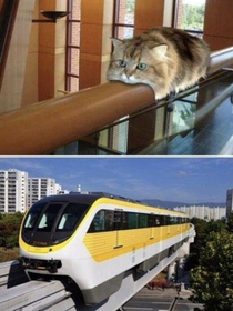 Railing cat