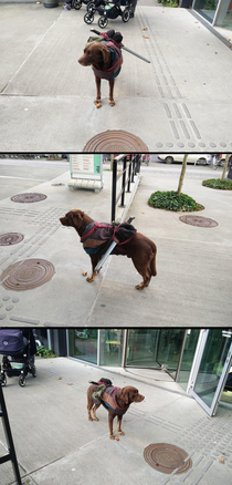 Randomly encountered this dog outside my local library I now fear I am an NPC and he is destined for greater quests than I will ever achieve