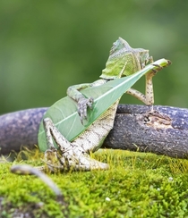 Rango playing the guitar