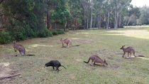 Rare black kangaroo spotted in australia