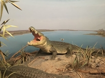 Rare image of a crocodile stepping on a Lego