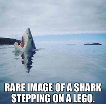 Rare image of a shark stepping on a lego