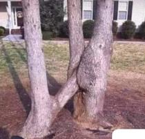 Rare image of  trees mating
