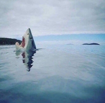 Rare photo of a shark stepping on Lego