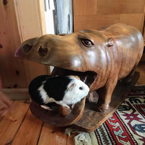 Rare picture of a hippo stealing a guinea pig