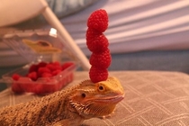 Raspberry stacking Champion