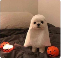 Ready for Halloween