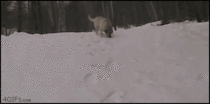 Real dog sledding