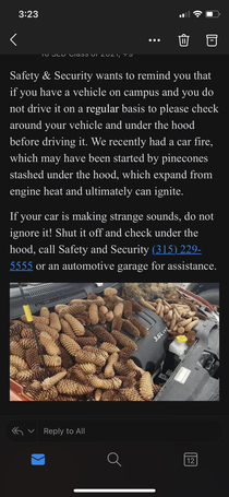 Real email from our school I think someones trying to kill us with acorns