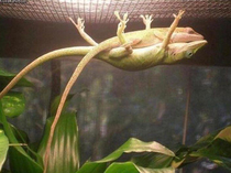 Real Gentleman Male lizards come in the form of beds for their mates and keep them so their wife can sleep at night