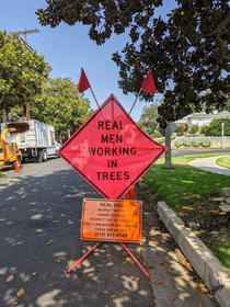 Real Men Working in Trees