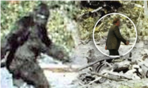 Recently enhanced image of Bigfoot fleeing camera man